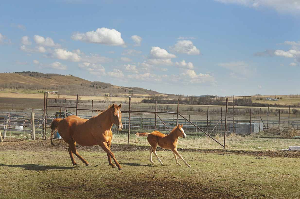 Horse boarding | Calgary Lifestyle & Corporate Photographer | SLIVER Photography
