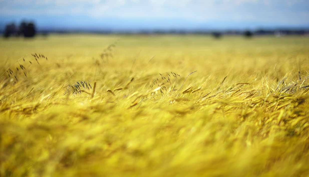 Harvest | Calgary Landscape Photographer | SLIVER Photography