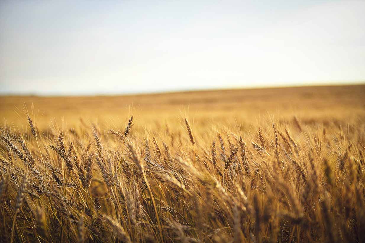 Wheat | Calgary Landscape Photographer | SLIVER Photography