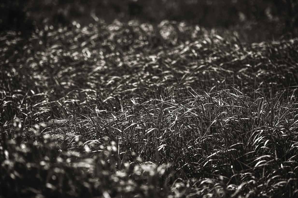 The Long Grass in Black n White | Calgary Landscape Photographer | SLIVER Photography